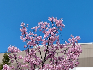 桜, a cherry blossoms