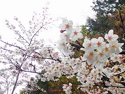 桜と雨と, sakura, cherry-blossoms