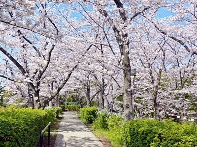 さくら公園の桜, cherry blossom street in Kyoto