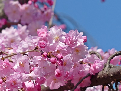 さくら公園のしだれ桜, weeping cherry trees in Kyoto