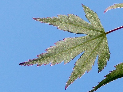 葉脈, veins of a leaf