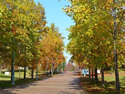 秋色に染まった並木道, the autumn avenue