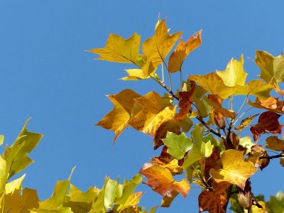 色づいた葉っぱ, autumn leaf