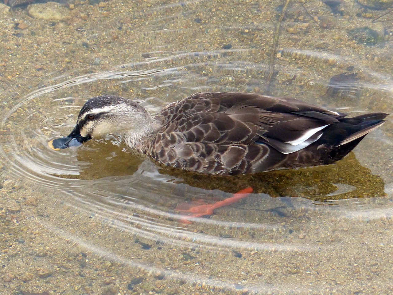 すんだ川で遊ぶ？カルガモ，spot-billed duck