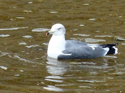 河口付近にいたウミネコさん，Black-tailed gull