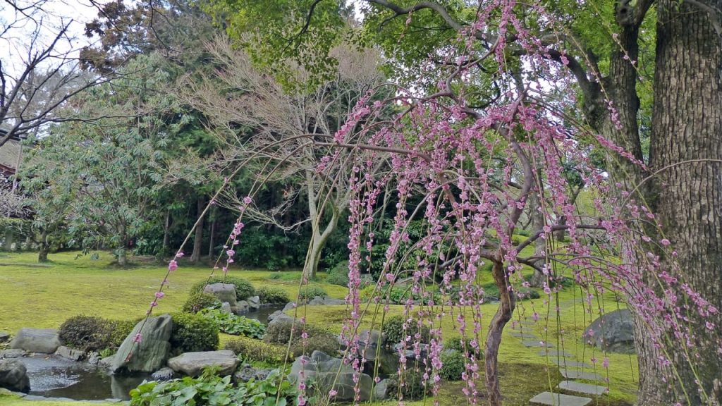 梅の花,Enjoy plum blossoms