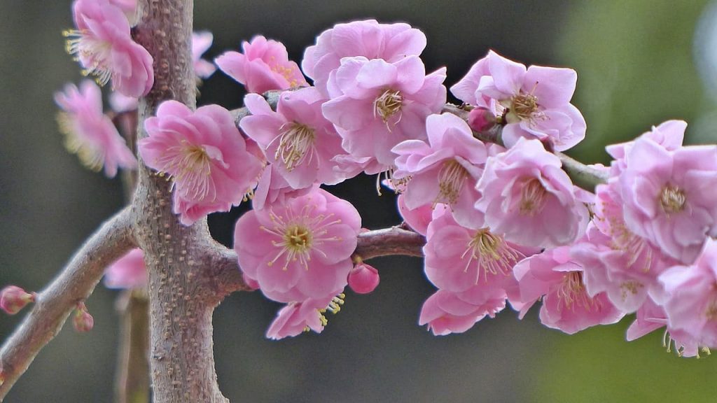 梅の花,Enjoy plum blossoms
