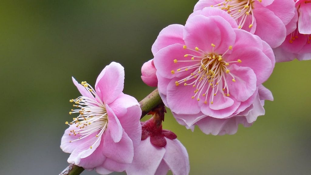 梅の花,Enjoy plum blossoms