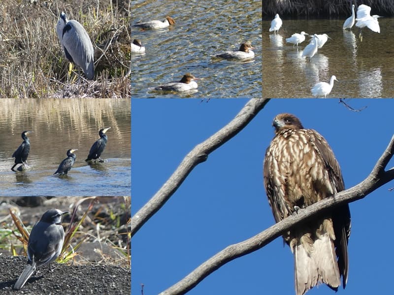 鴨川の鳥たち, Birds of the Kamo River