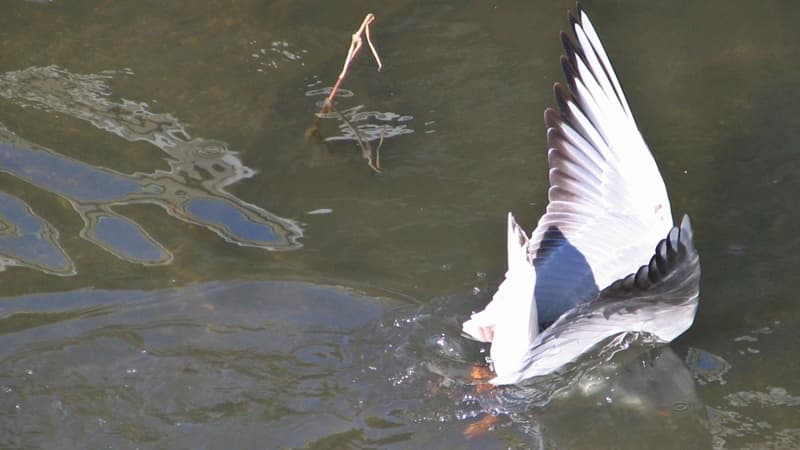 ユリカモメ, Black-headed gull